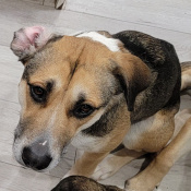 Rose, a tricolour mixed Dog